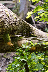 wooden tree in the forest