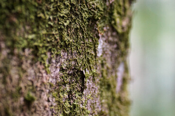 Obraz premium moss on tree
