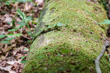 moss on stone