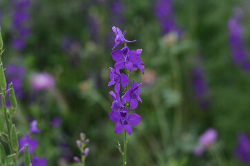 Wild spring flowers. Purple flowers. A bee is sitting on a flower.