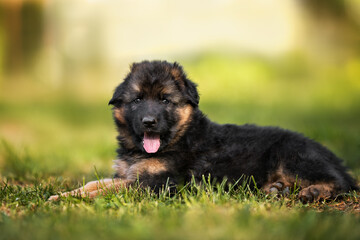 Naklejka na ściany i meble fluffy german shepherd puppy lying down on grass