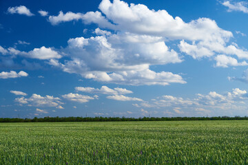 Obraz premium green wheat field on blue sky background