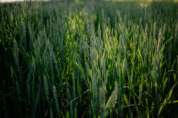 green wheat field at sunset