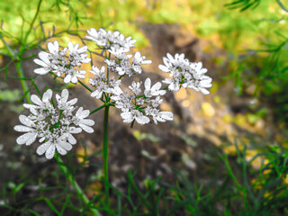 Coriander flowers collection in India. It is also know as Indian dhania