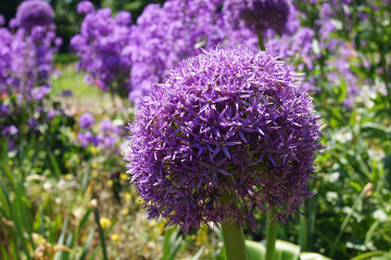 Closeup of a Giant Onion (Allium giganteum) blooming in a flowerbed on flower island Mainau, Germany at Lake Constance.