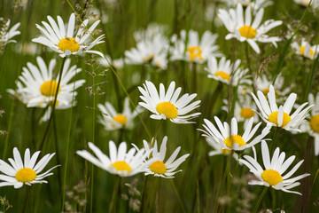 Fototapeta premium white daisies in a field