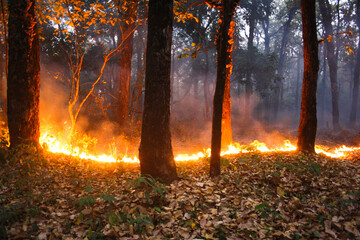 Man Made fire for Burning Dry leaves in the forest