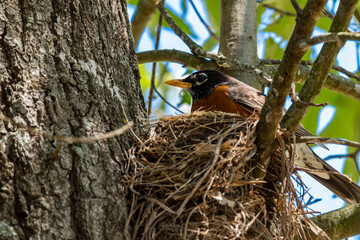 American Robin at it's nest.