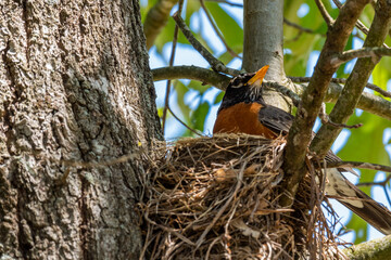 American Robin at it's nest.