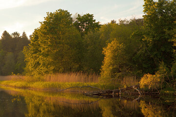 Fototapeta premium Landscape with fallen tree and grass near the river. Estonian nature on river named Pirita. orange sunset over river