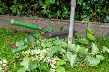 Gartenarbeit Heckenschnitt