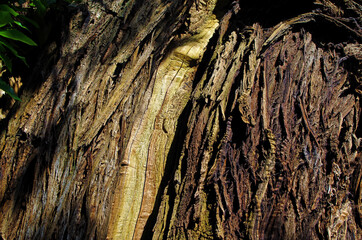 Chataignier du pas aux biches arbre remarquable