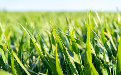 close up of green grass with blue sky in the background