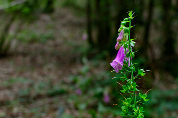 purple wild flower in the forest