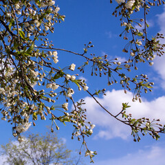 Flowers, cherry blossoms on the branches on a spring day. Beautiful spring background. Spring flowering in the garden wallpaper. Beautiful blossoming flowers of apple trees in the park.
