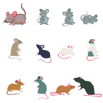 Rat breeds icon set flat style isolated on white. Pet rodents collection. Create your own infographic about pets. cute small animal rat mouse vector illustration flat design