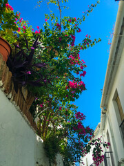 oldtown flowers spain © Louisa