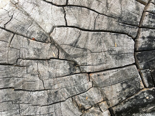 The background is a clipped tree that is placed in nature.