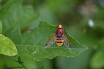 Eine Schwebfliege in rot und orange Töne mit dunkle Streifen auf dem Unterkörper liegt auf einem großen grünen Blatt.