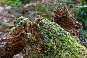 lichen and moss on tree