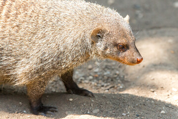 Banded Mongoose or Zebra Mongoose (in german Zebramanguste) Mungos mungo