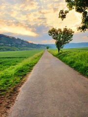 Weg Blick Baum