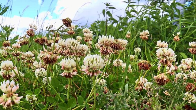 Lots of clower blossoms moving in the wind in a green meadow with a blue sky in the background