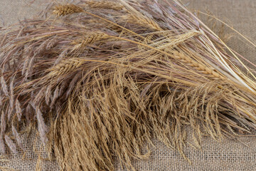 Recojida de trigo en el campo
