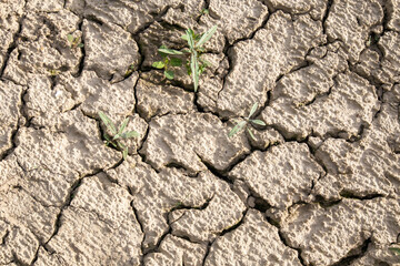 Dry cracked ground from above like a background or wallpaper