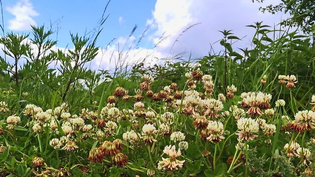 Lots of clower blossoms moving in the wind in a green meadow with a blue sky in the background