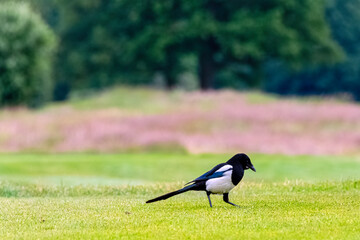 Pica pica known as Eurasian, European or common magpie in British park - London, United Kingdom