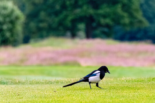 Pica pica known as Eurasian, European or common magpie in British park - London, United Kingdom