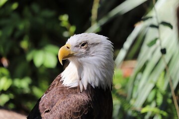 Closeup portrait of American bald eagle