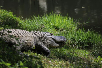 Large alligator in the swamp