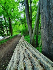 Fototapeta premium Blick Weg Baum Natur