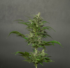 White Russian automatic variety of marijuana flower with grey background