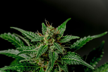 White Russian automatic variety of marijuana flower with grey background