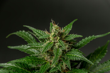 White Russian automatic variety of marijuana flower with grey background