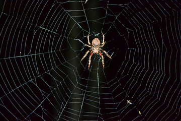 spider in the night , jungle Venezuela
