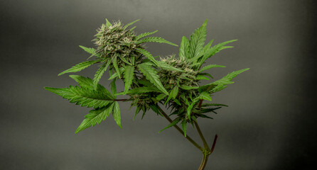 White Russian automatic variety of marijuana flower with grey background