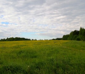 Field, sky, forest in the distance. Summer day.