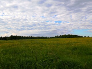 Fototapeta na wymiar Field, sky, forest in the distance. Summer day.