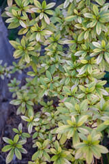 green leaves near the sun