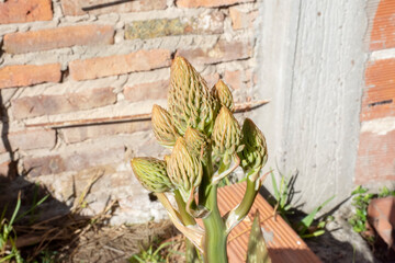 Aloe vera bud in the garden