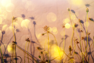 Vintage old Grass flowers backgrounds