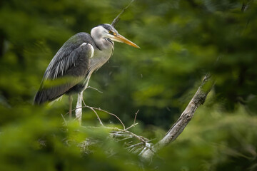 Grey heron (Ardea cinerea), with beautiful green coloured background. Colorful water bird with grey feather sitting on the nest near the river. Wildlife scene from nature, Czech Republic