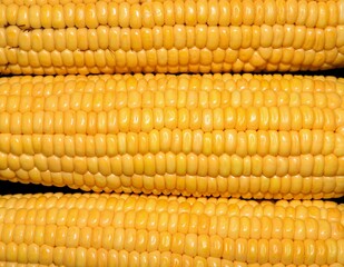 Corn or Maize Seeds Pattern Background and Wallpaper
