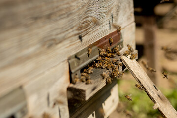 A close-up view of the working bees bringing flower pollen to the hive on its paws. Honey is a beekeeping product. Bee honey is collected in beautiful yellow honeycombs.