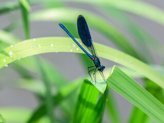 The blue river dragonfly clings tenaciously to a green leaf.
