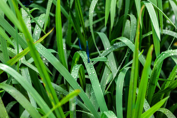 Two dragonflies hid in the dark green leaves of reeds, covered with drops of water after rain.